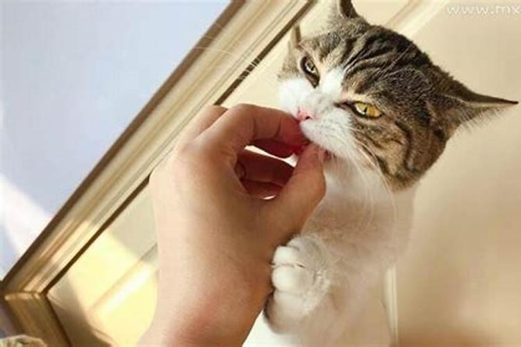 梦见猫咬手是什么意思