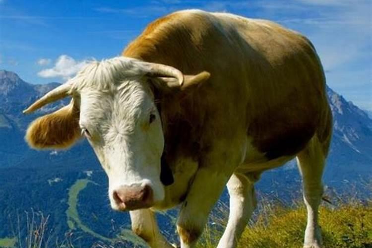 梦见牛是什么寓意呢