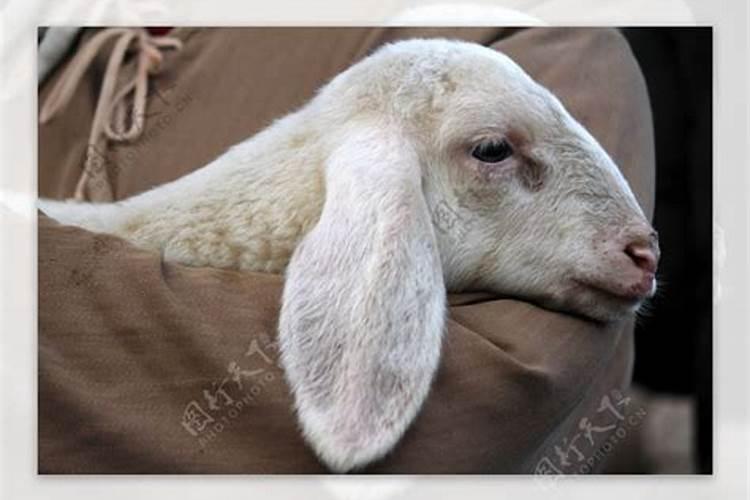 梦见漂亮的小羊羔在我怀里