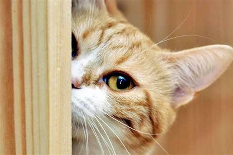 梦见猫在家门口怎么回事