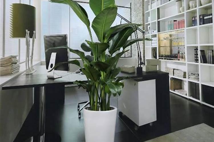 绿意盎然，财源滚滚——探究办公室风水植物的最佳选择