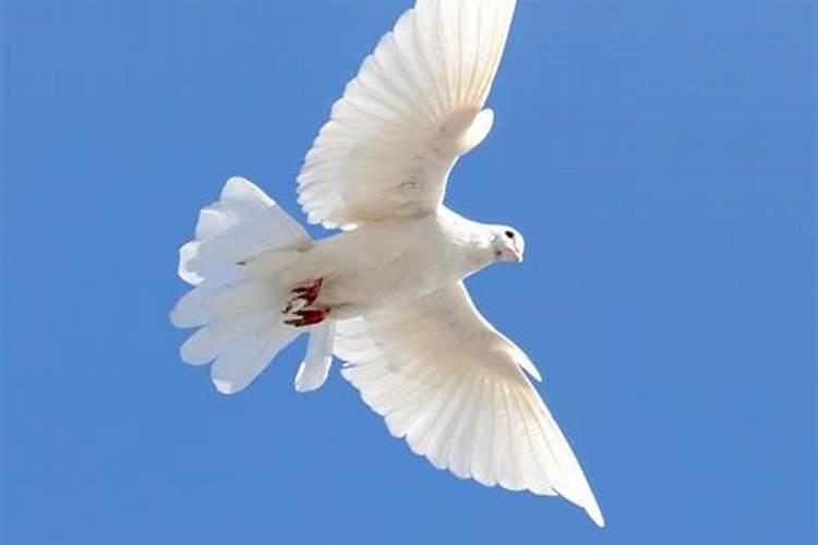 梦见白色鸽子是什么预兆