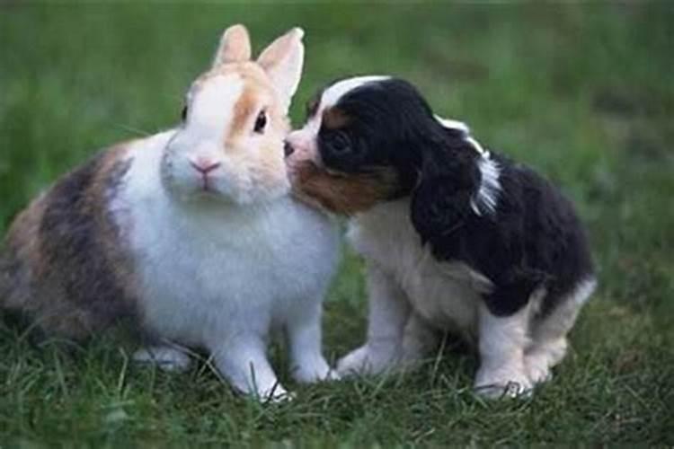 兔和兔的生肖婚姻般配吗