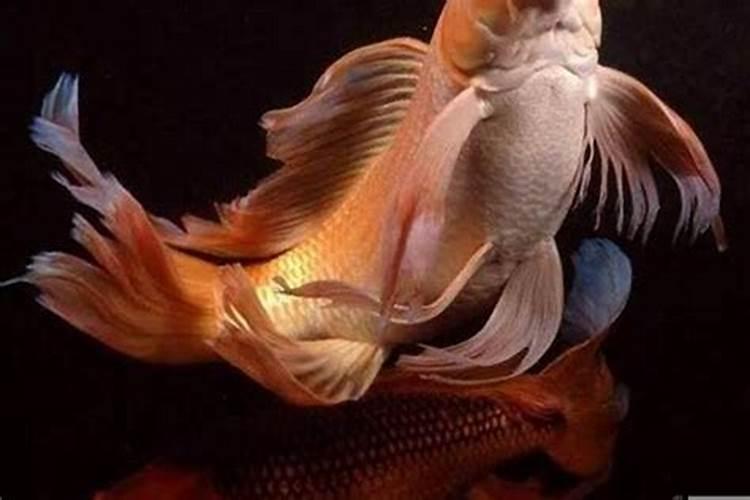 风水鱼的奥秘：什么鱼属于风水鱼？