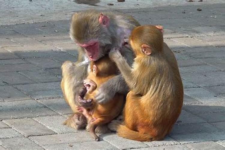 猴年猴月猴日猴时：两个猴子的合婚之谜