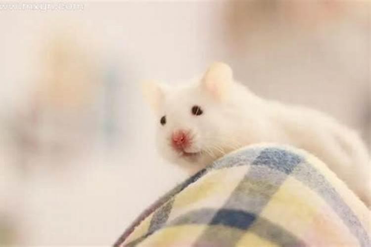 鼠年梦见白老鼠