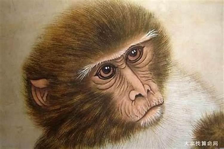猴子犯太岁是什么意思