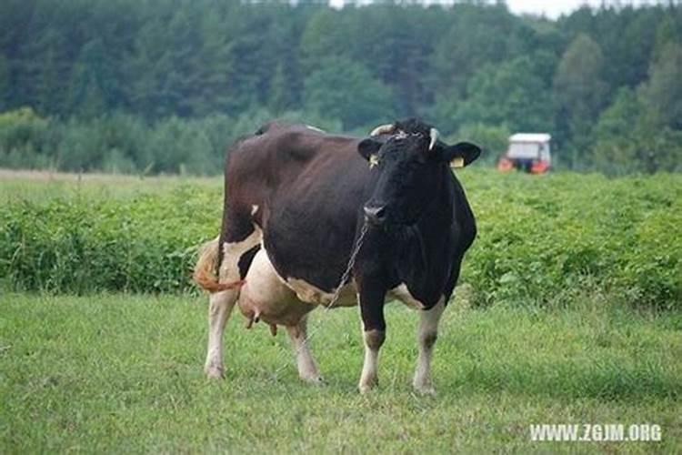 女人梦见牛是啥意思