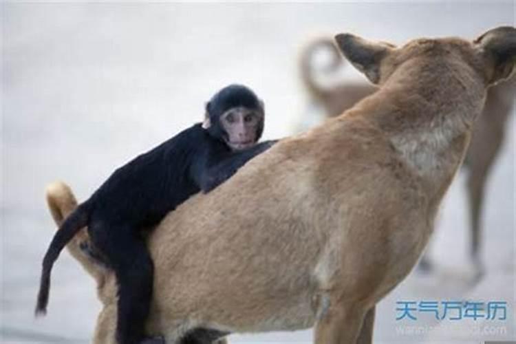 猴和狗属相合不合婚姻
