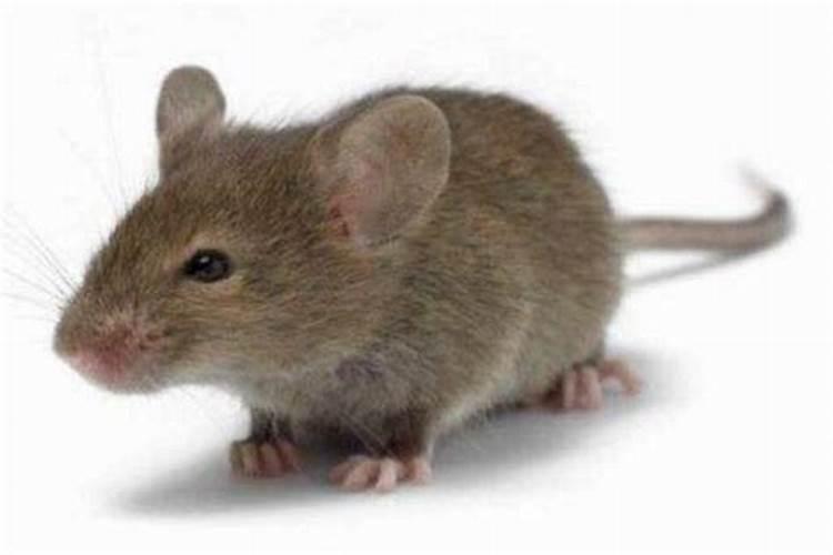 梦见老鼠是什么意思有什么预兆吗