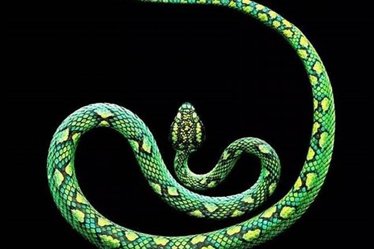 出生时候属蛇是什么命