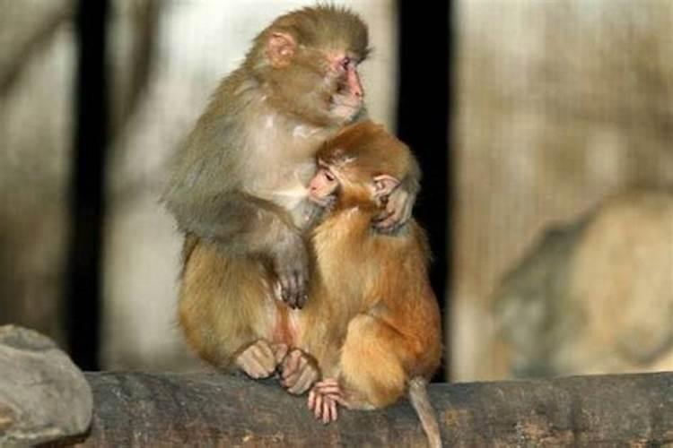属猴的和属鼠的婚姻相配吗