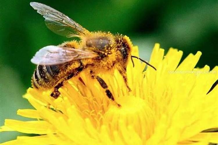 梦到被蜜蜂蛰是什么预兆