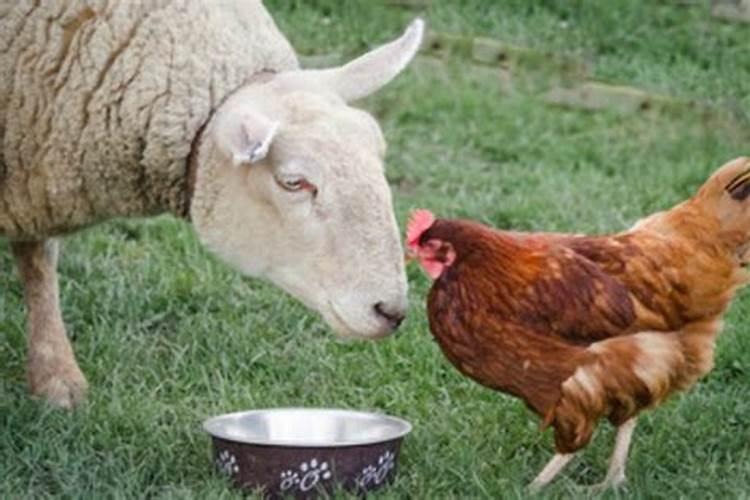 属鸡男和属羊女婚姻 属鸡的和属羊的婚姻怎么样 好吗