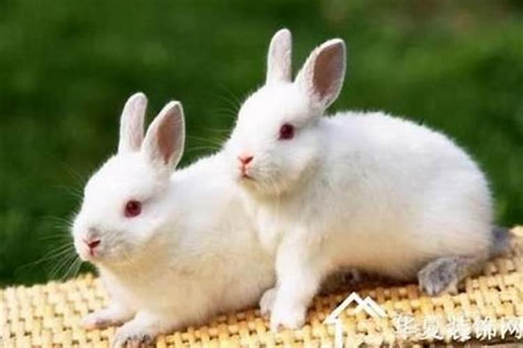 属兔的和什么属相最配婚姻最合适？属兔的和什么属相婚配最佳