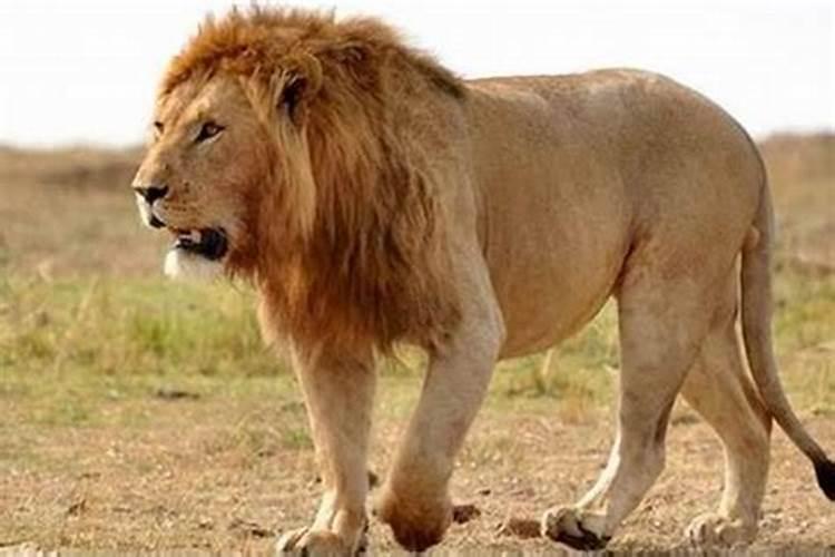 动物狮子的性格特征和脾气（狮子座的性格和特点怎么样?）
