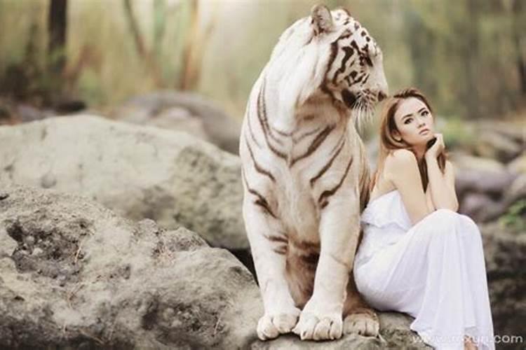 女人梦到老虎了预示着什么？女人梦见老虎的