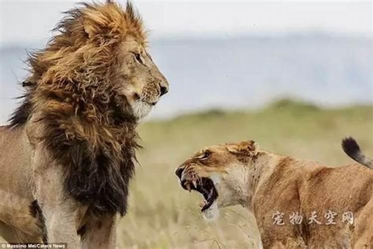 和狮子座吵架了怎么办，要主动理他吗？如果跟狮子座男吵架应该怎么解决