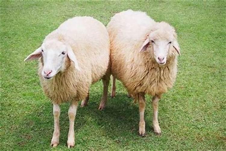 生肖羊的相配属性有哪些？你知道吗英文