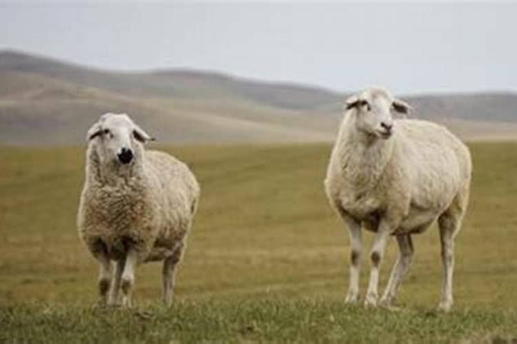 属羊的今年特别倒霉，1967年属羊人最倒霉的几年