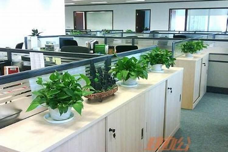 适合放在老板办公室的植物，老板办公桌上放什么植物好旺财