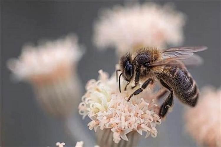 梦见蜜蜂有什么意思周公解梦？做梦梦见马蜂窝是怎么回事