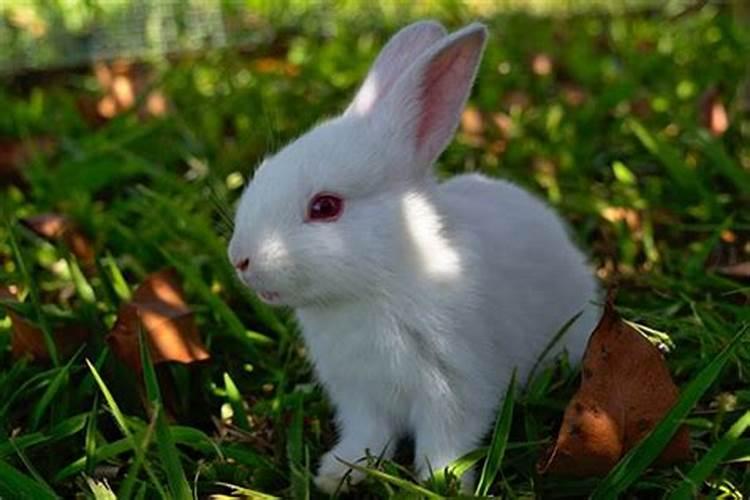 胎梦梦到小白兔，梦见抓住了兔子是什么预兆