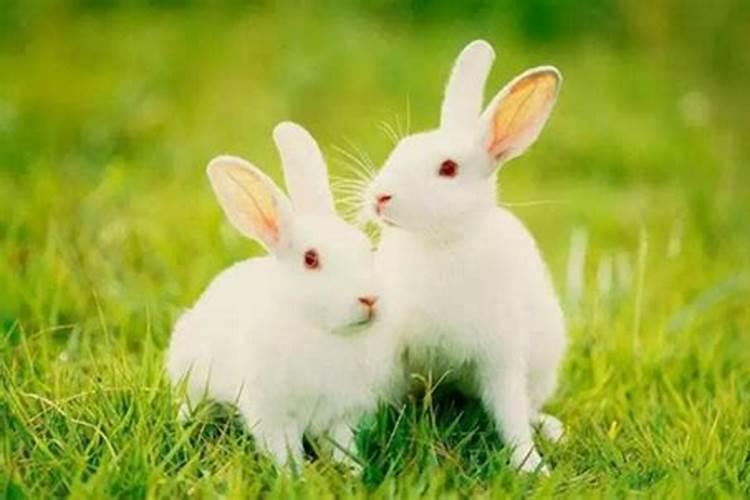 2023年兔子的几月出生旺父母？2023年不宜生子的属相有哪些