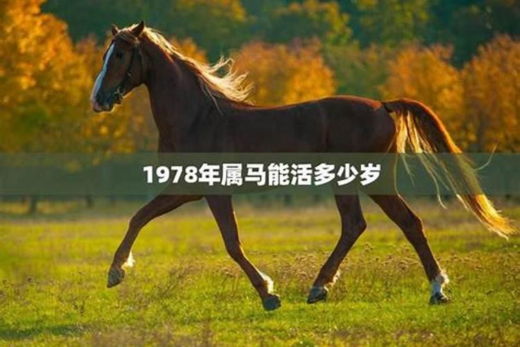 属马的寿命长吗1978？78年的马今年多大了