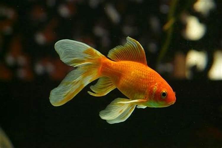 女人梦到金色鱼是什么征兆？怀孕梦见红色金鱼是什么意思