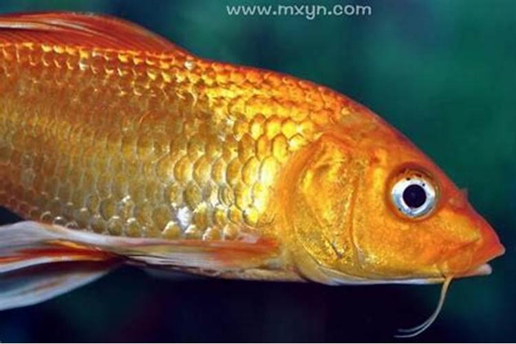 女人梦到金色鱼是什么征兆？怀孕梦见红色金鱼是什么意思