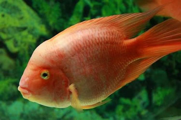 梦见红鱼有什么预兆？梦见非常大的红鱼