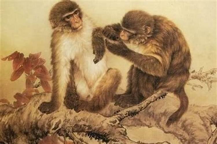 1980年8月出生猴人运程怎样