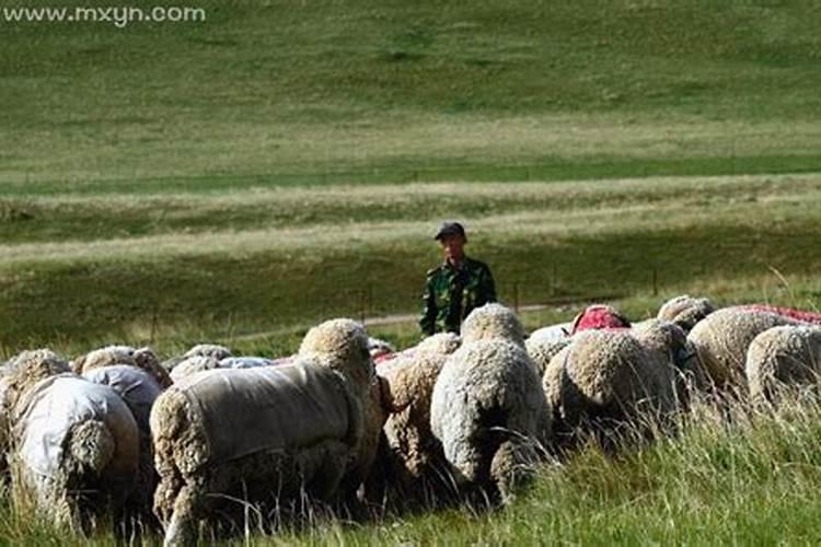 梦见放羊是什么兆头